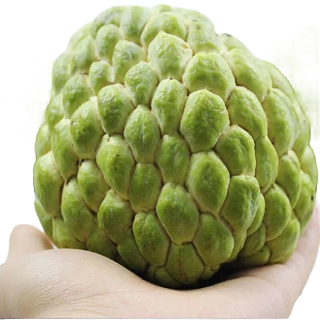 泰国大目释迦果 早生品种 可盆栽地栽 易种植 易结果 果树苗栽培