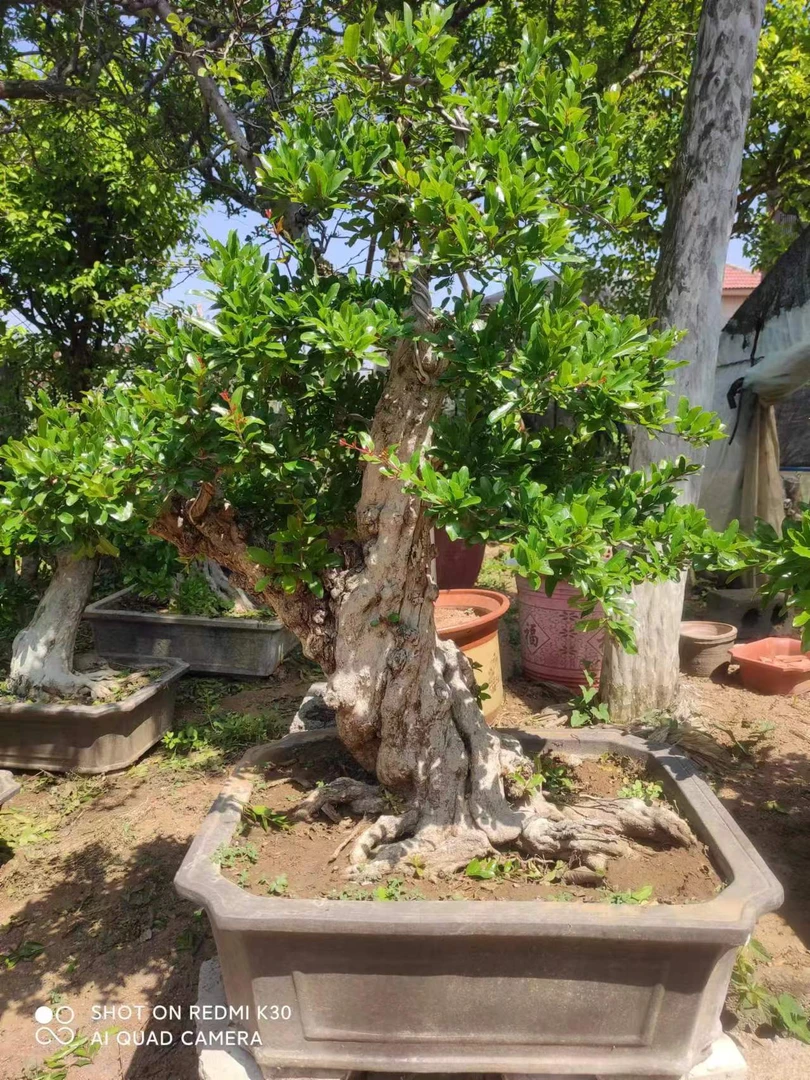 会友盆景链接一物一拍