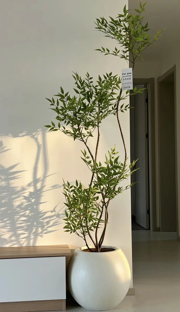南天竹老桩造型绿植大型网红庭院禅意风阳台客厅大型植物鲜活好养