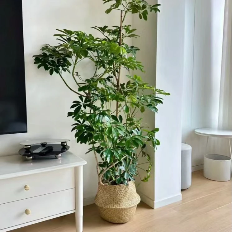 造型鸭脚木盆栽室内外阳台客厅绿植吸甲醛净化空气大型植物鲜活