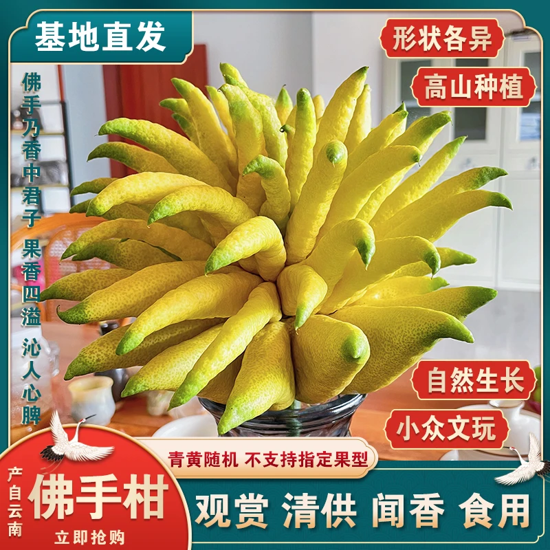 佛手瓜福寿瓜佛手柑香橼现摘现发食用果把玩闻香清供新鲜高山种植