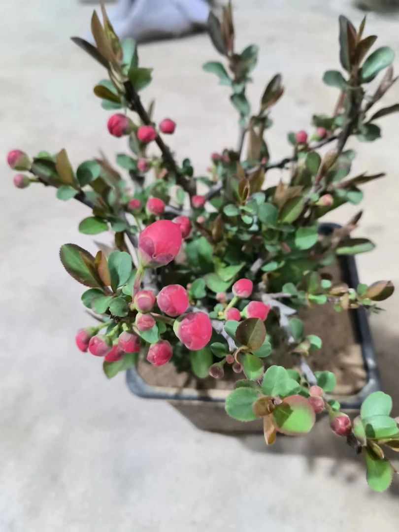 四季海棠花盆栽地栽初心东洋锦耐热耐寒南北方种植阳台种植带花苞