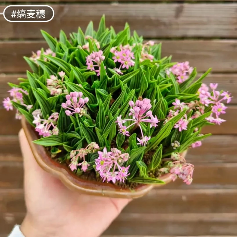 日本稿麦穗 缟蔓穗 进口山野草兰花草平行线油点百合包邮绿植盆栽
