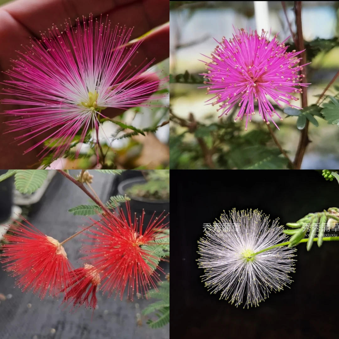 姬合欢粉花红花白花高丽