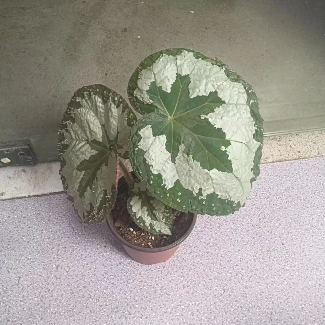 紫叶秋海棠小株（反蓝光效果强）[保留拆箱视频，无视频不售后]
