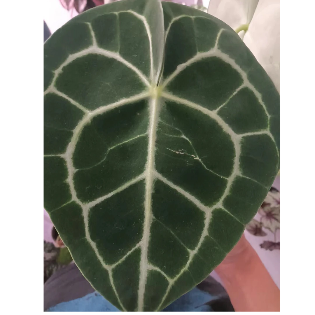 克莱恩花烛大株 [保留拆箱视频，无视频不售后]