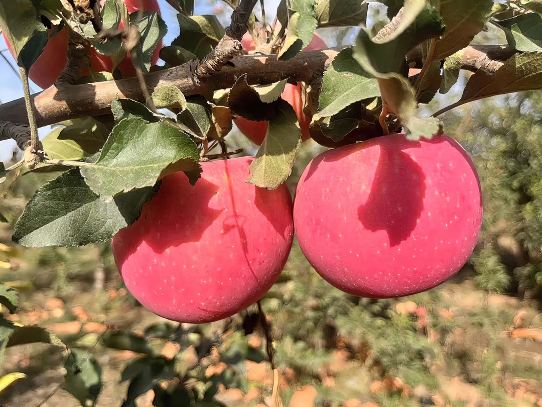 正宗新疆阿克苏红富士苹果脆甜多汁新鲜采摘当季水果