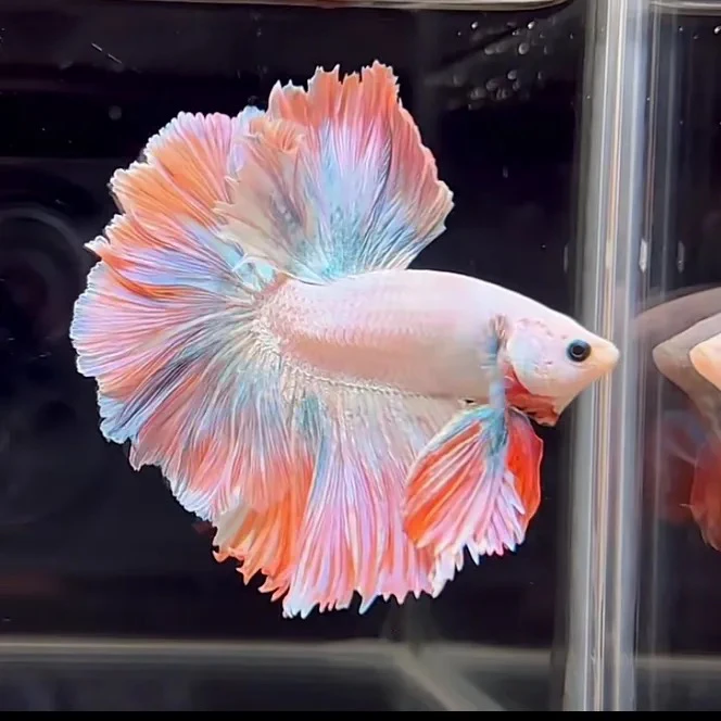 泰国斗鱼直播间现选观赏鱼