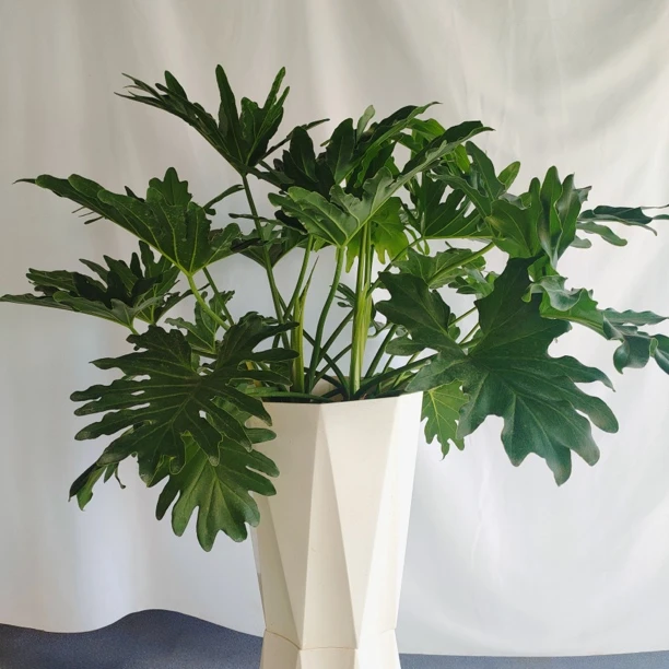 一物一拍龙鳞春雨室内阳台散光遮阴养易成活低于5度慎拍冻坏不赔