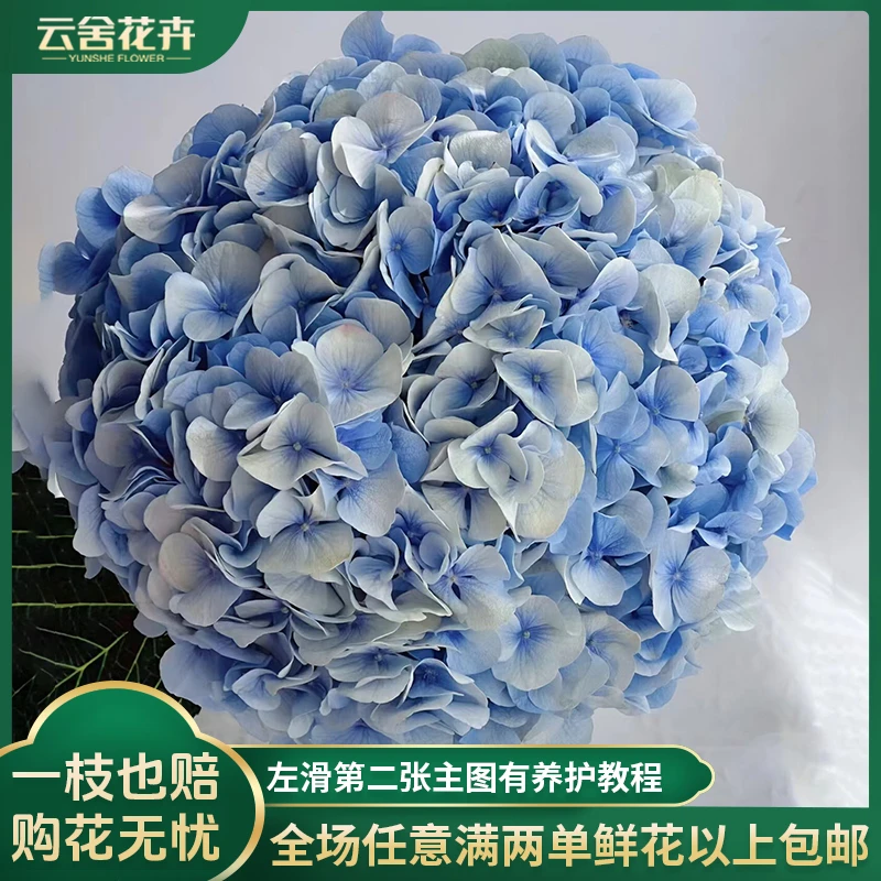 【云舍花卉】稀有【青花瓷】单瓣绣球一支任意2单或以上包邮发货