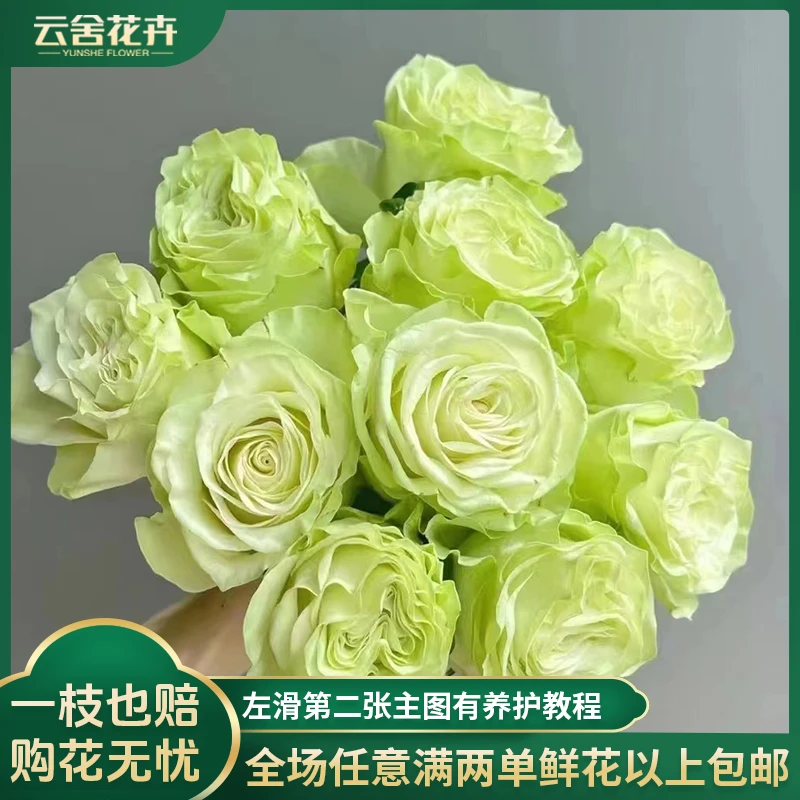 【云舍花卉】小乔单头玫瑰任意两单或以上包邮发货鲜切花