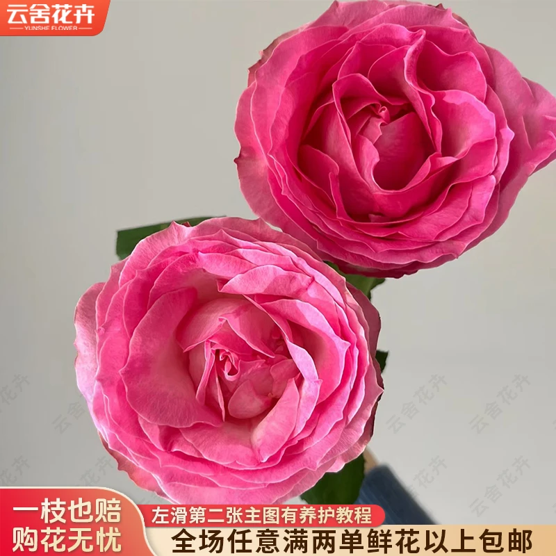 【方德中小型花苞】【荷冠】【糖果雪山】单头玫瑰【不保水】