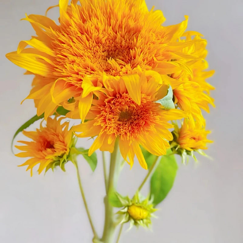 【花千氧】【复古色系】泰迪向日葵云南基地鲜花水养插花拍照教师节