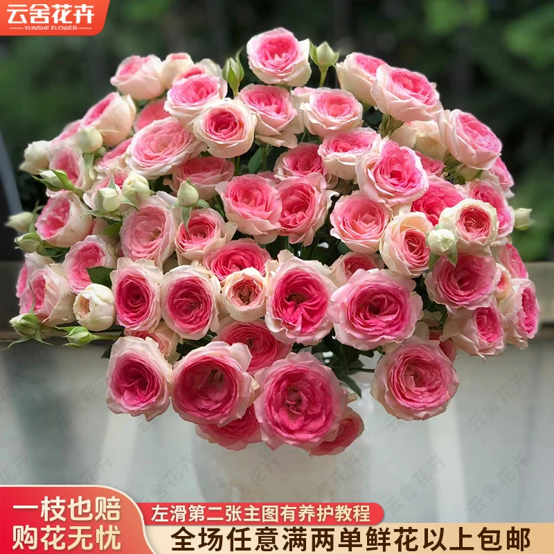 【云舍花卉】【午夜魔法】多头玫瑰 全场任意满两单及以上鲜花包邮