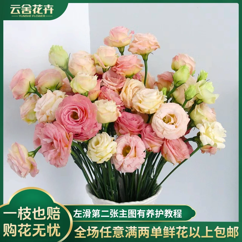 【云舍花卉】立深【香槟】洋桔梗 全场任意满两单及以上鲜花包邮发货