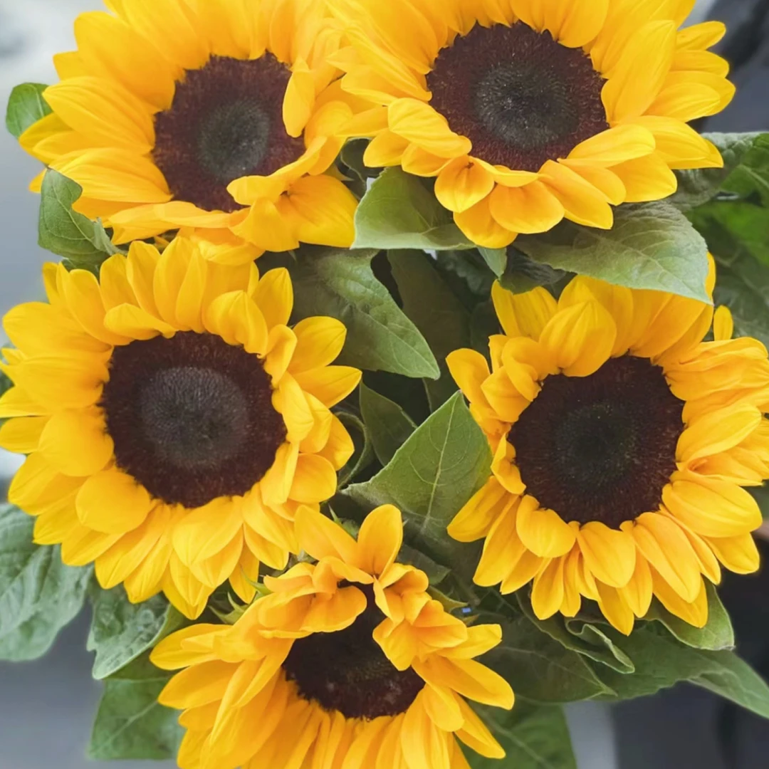 花千氧黑心向日葵不保水 云南鲜花基产地直发家用 日常插瓶鲜切花
