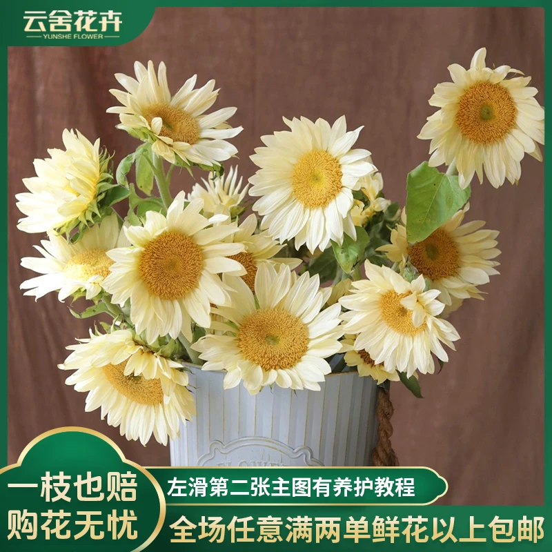 【云舍花卉】奶油向日葵3支任意两单以上包邮发货鲜花