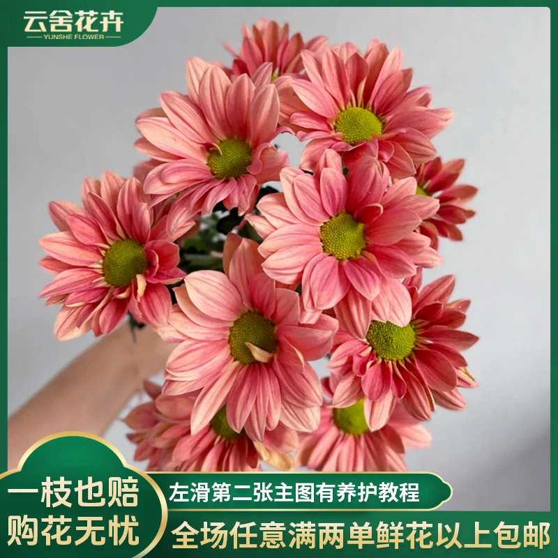 【云舍花卉】【三文鱼】小菊一扎任意2单或以上包邮鲜切花