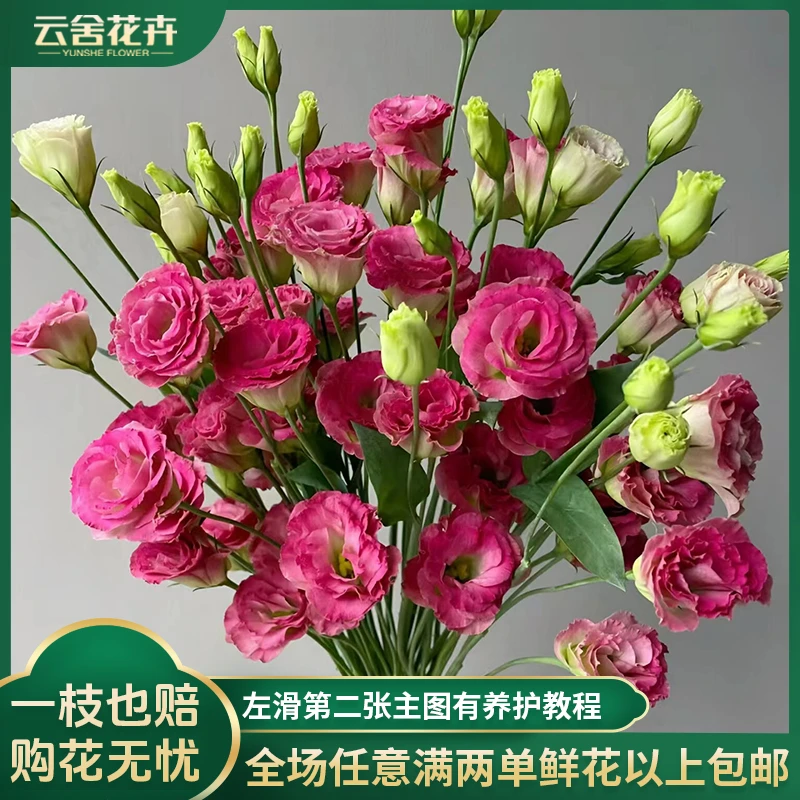 【云舍花卉】稀有洋桔梗A级【洛神珠】洋桔梗一扎任意2单以上包邮