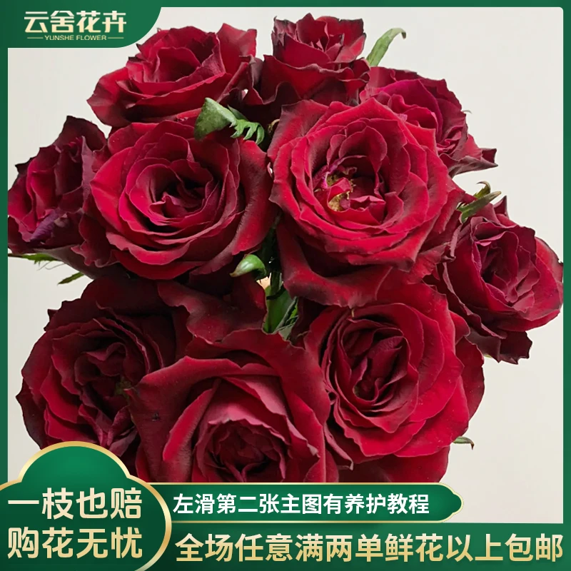 【云舍花卉】A级传奇单头玫瑰任意两单以上包邮发货