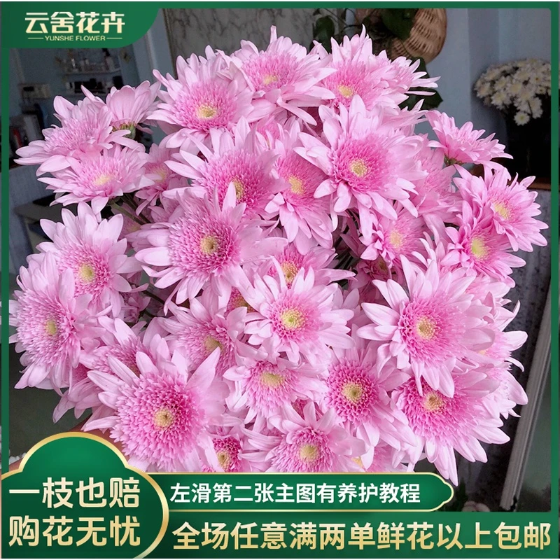 【云舍花卉】【弥勒粉】小菊10支任意2单或以上包邮鲜花