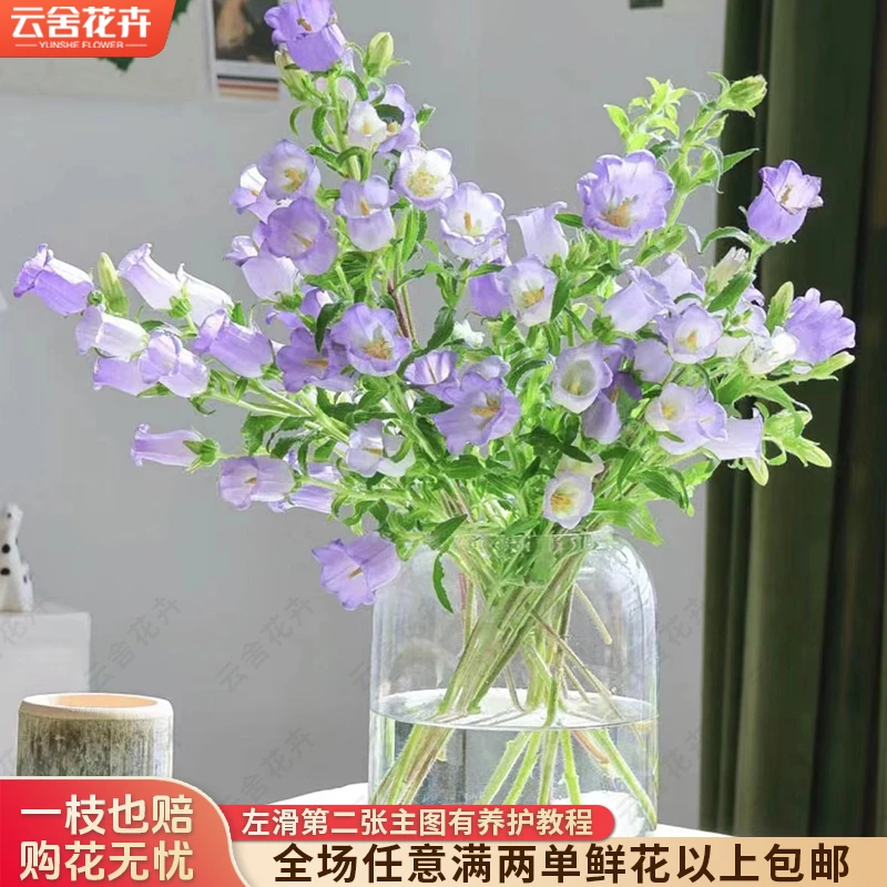 【云舍花卉】【紫色】风铃摘尽叶浅水位养护 任意满两单及以上包邮