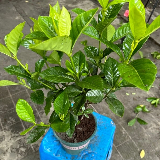 大栀子  栀子花  浓香型的