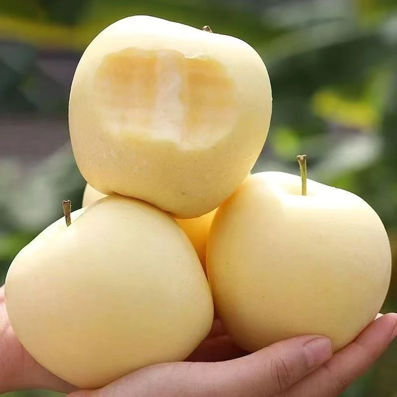 正宗奶油富士苹果（脆甜口）新鲜帯箱9-10斤装