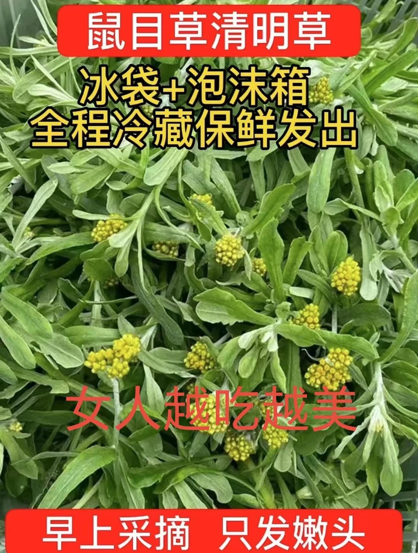 福建古田野外自然生长新鲜清明草粑鼠曲草水牛花佛耳草花草1-5斤·