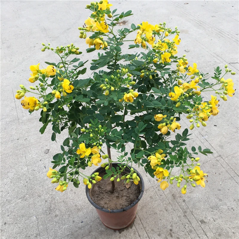 黄金梅黄槐花盆栽室外耐寒花卉多年生四季开花灌木花苗满树带花苞