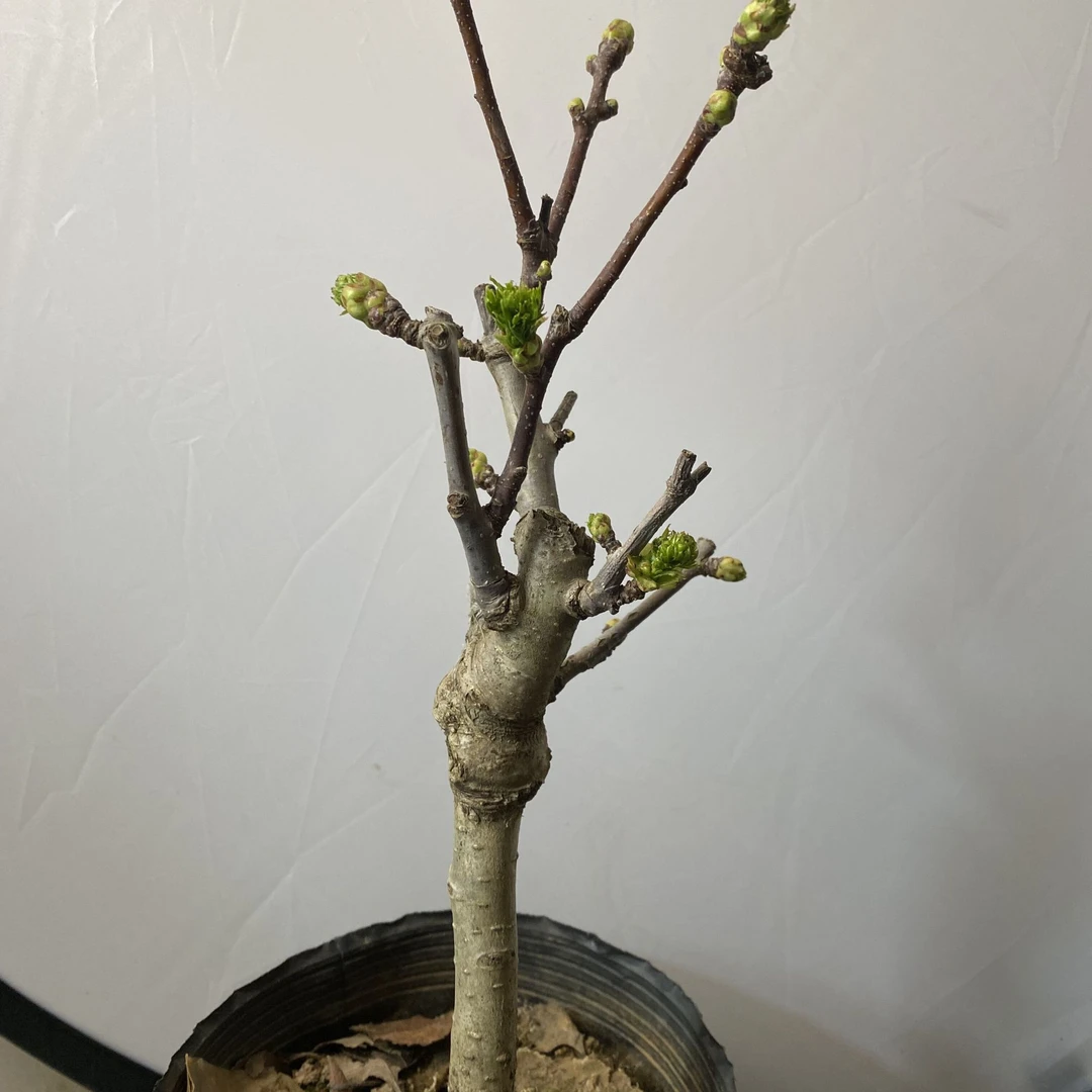山楂树苗南北方种植嫁接大五星山楂苗当年结果庭院种植盆栽地栽