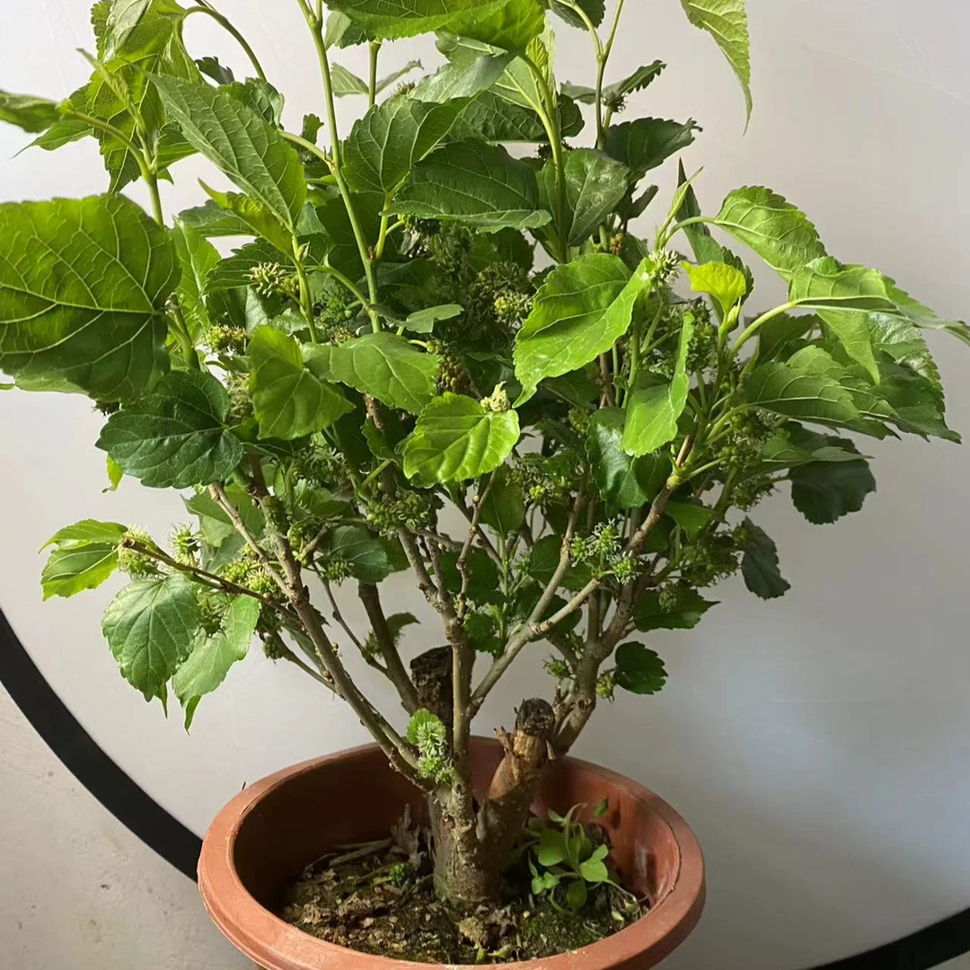 桑葚盆栽树苗结果四季桑树养蚕新鲜食用桑叶花卉绿植阳台果树大苗