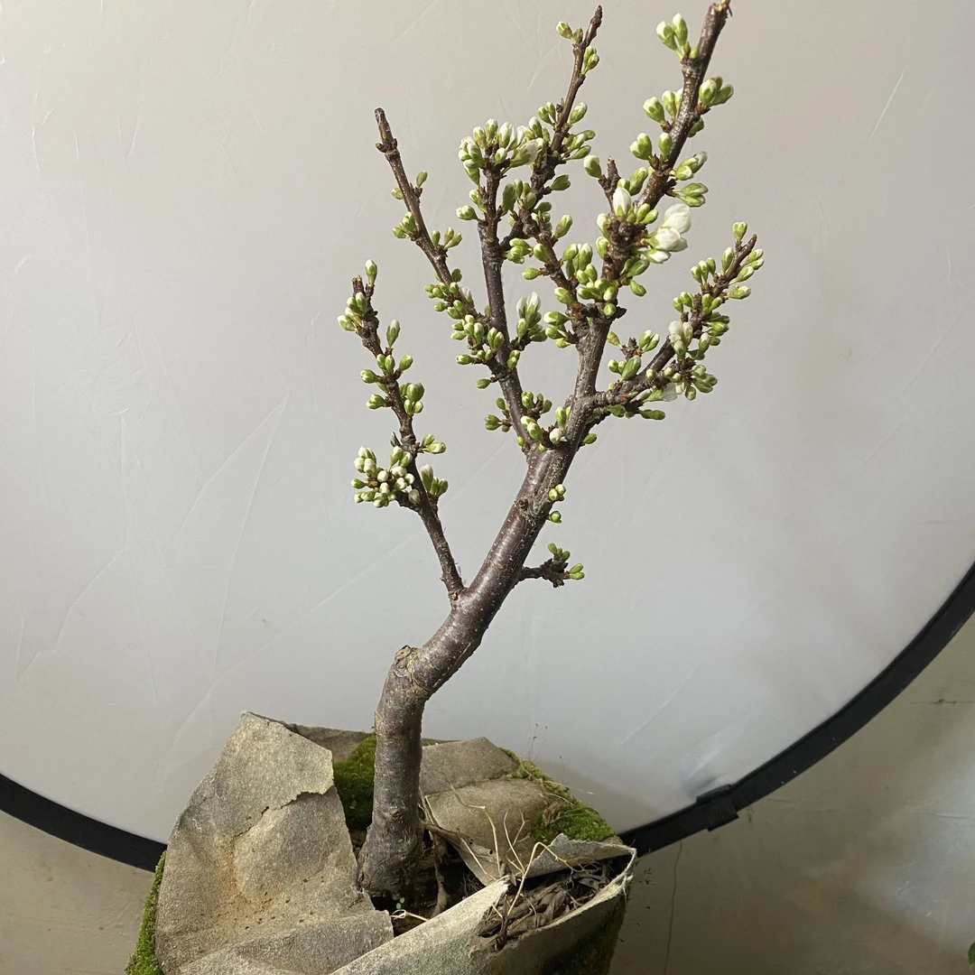 嫁接大红袍李子树苗离核黄肉脆甜晚熟李子苗南北方种植当年结果树