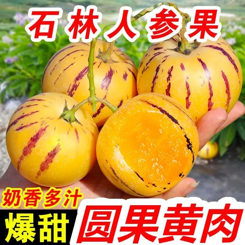 [8斤 多送1斤]云南石林人参果自然熟黄肉圆果应季水果直播1-9斤