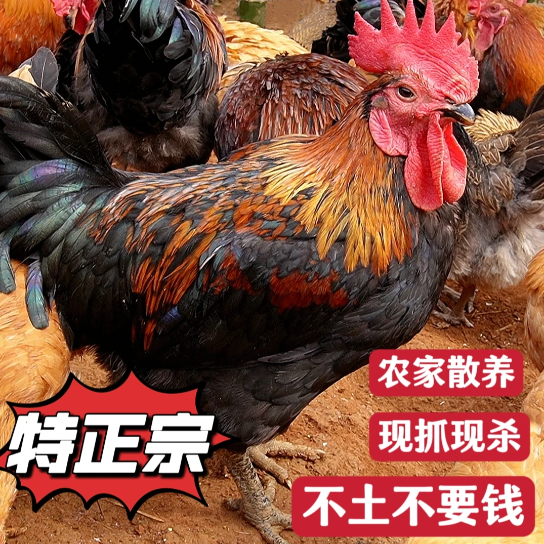 【正宗土鸡】3.1斤到3.5斤之间,公母都是78元/只,包杀顺丰冷链包邮