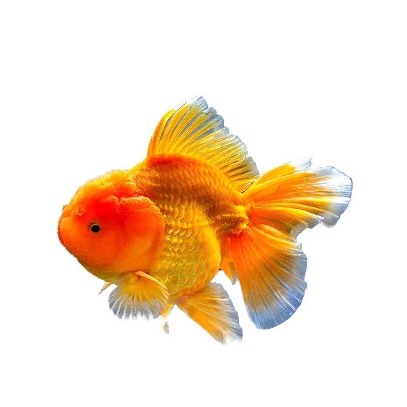 马印灯 有色差 泰狮金鱼 好养耐活  卷褶正常  完美主义勿拍