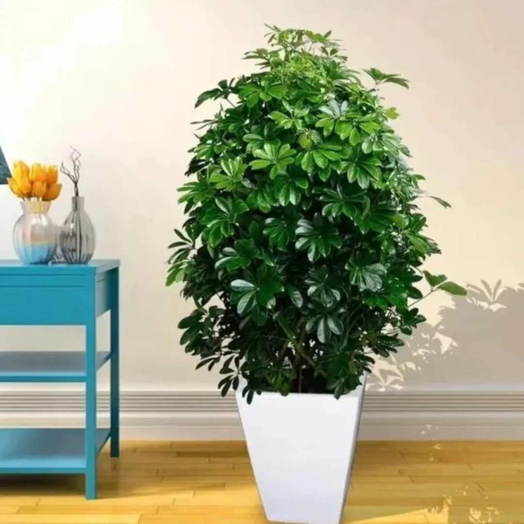 八方来财 鸭脚木盆栽 四季好养室内外阳台客厅盆栽绿植花卉