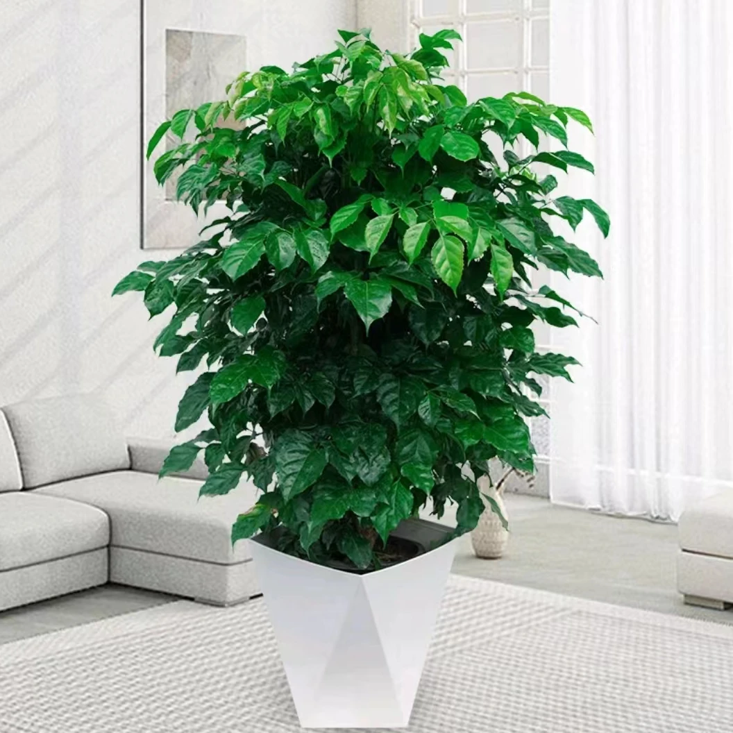 老桩幸福树丛生室内室外吸甲醛净化空气办公室四季常青