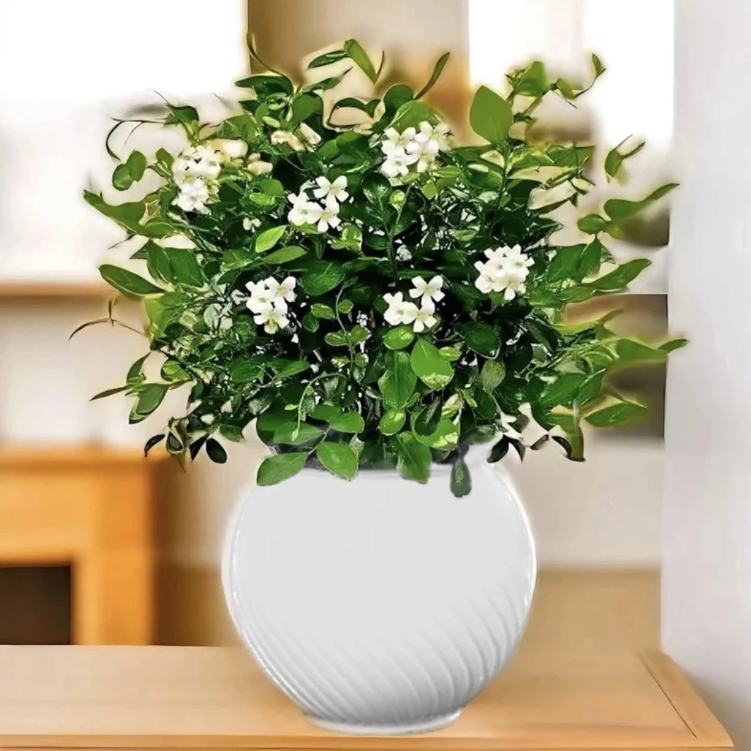 【买一送一】九里香盆栽四季开花树苗老桩七里香易活室内植物花卉