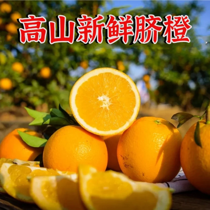 陇多塬四川高山脐橙新鲜水果2斤中果粉丝福利-手剥饱满甜橙子现摘