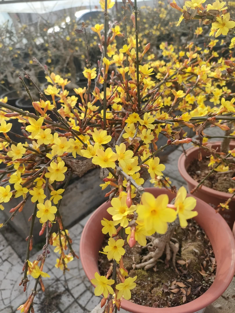 迎春花15年老桩龙爪