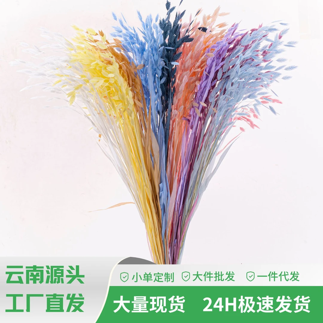 【小盼草】永生小盼草永生花插瓶永生花装饰花材天然叶子植物真花