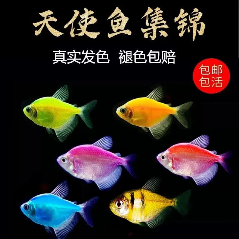天使鱼观赏鱼大号群游懒人小型淡水好养耐活红天使热带鱼
