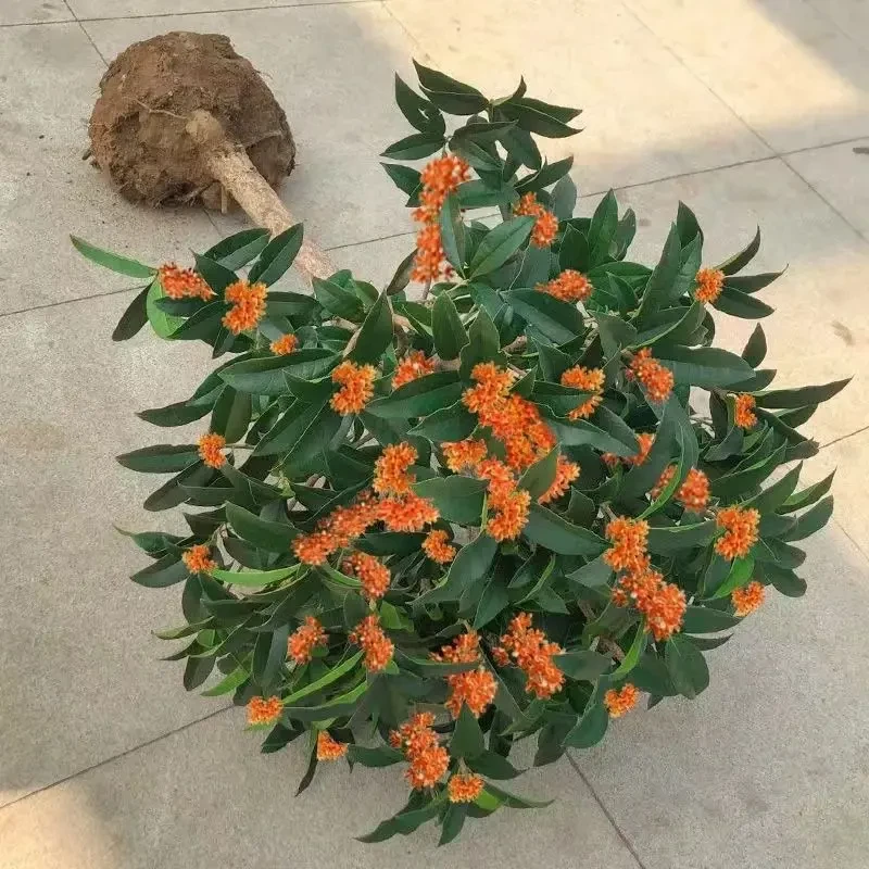 四季桂花树苗浓香型桂花盆栽金桂花苗好养花卉室内外庭院阳台开花