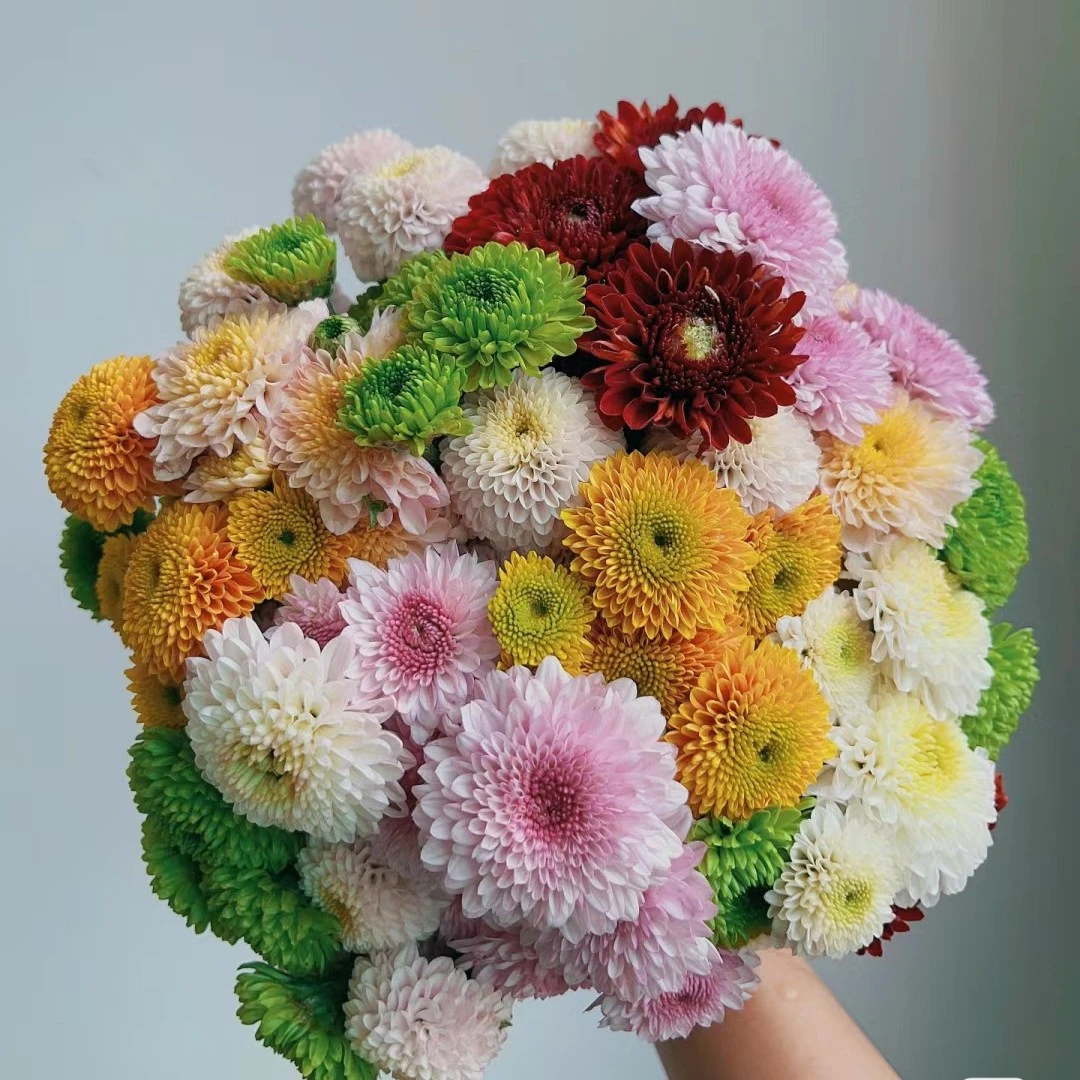 【混色小菊】云南鲜花基地直发 鲜花礼品 花店玫瑰花束 鲜切花直发