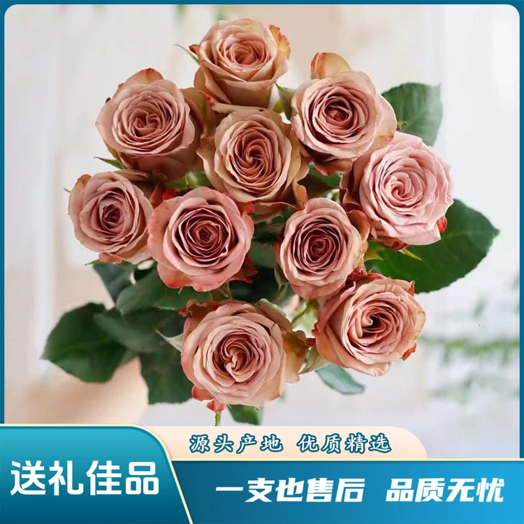 【卡布奇诺】云南鲜花 限量浪漫带回家 插花处理优质新鲜高品质产地