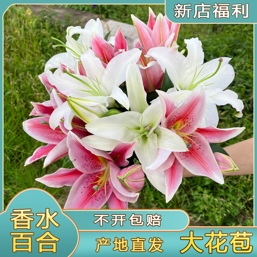 【百合】云南鲜花直发 限量浪漫带回家 插花处理优质新鲜高品质产地