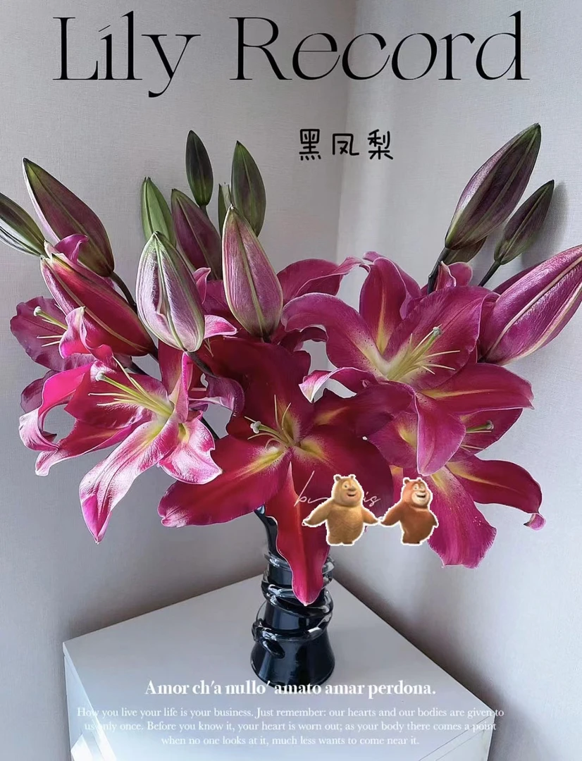 【小阿阮优选】A级鲜花 单瓣香水百合【黑凤梨】云南直发顺丰冷链包邮