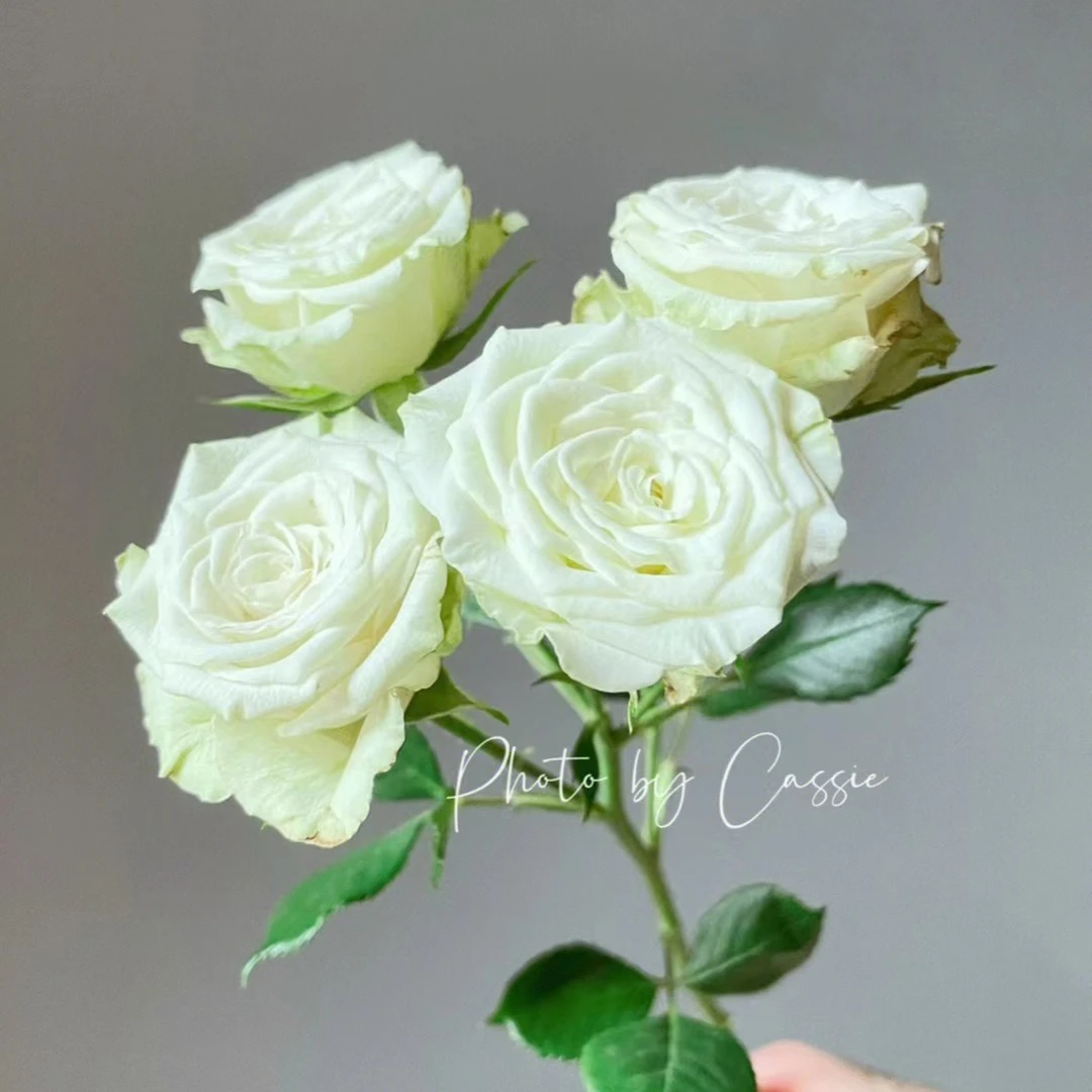 【小阿阮优选】A级鲜花 多头玫瑰【繁星】云南直发顺丰空运