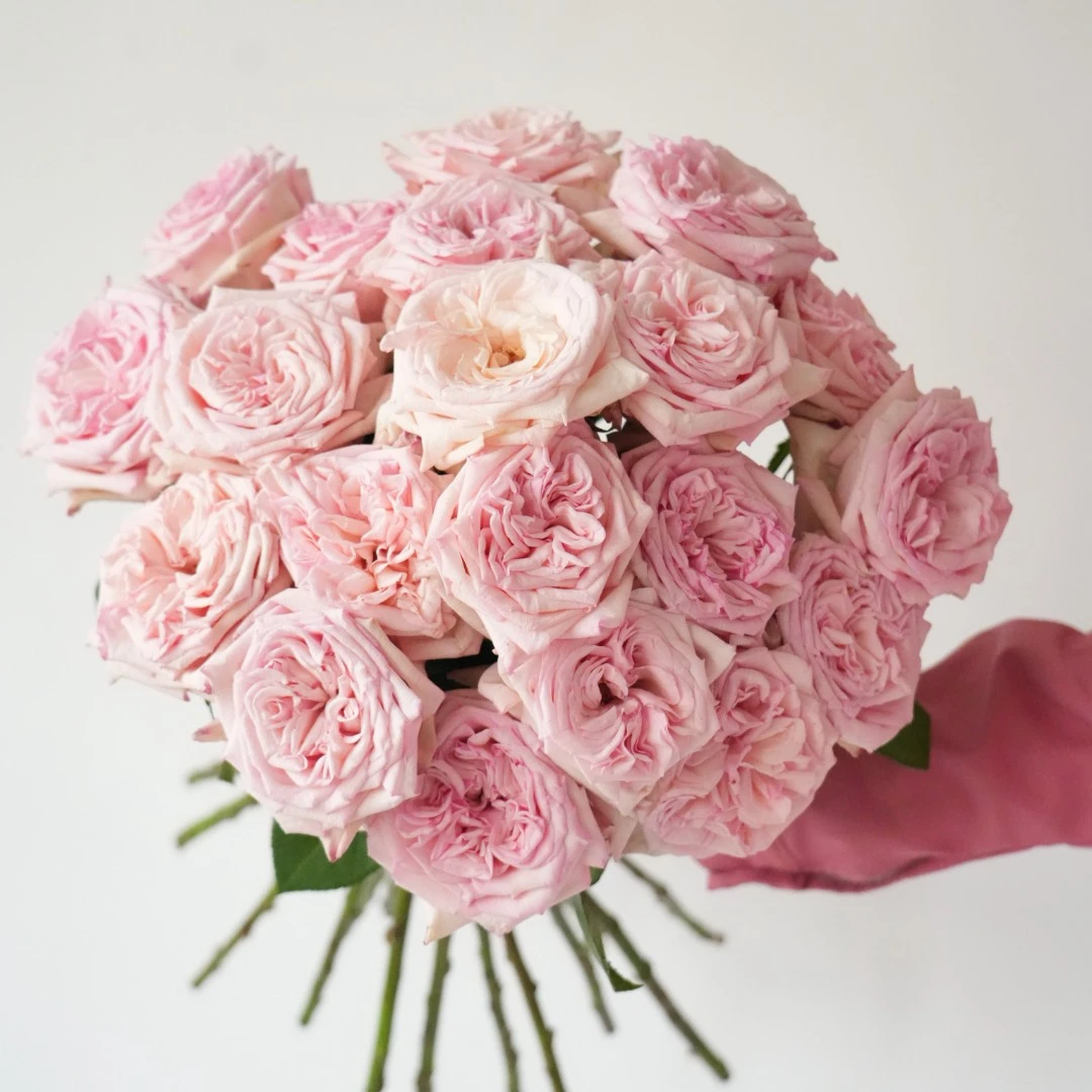 【小阿阮】云南A级「粉荔枝」单头香水玫瑰高品质鲜花 顺丰空运